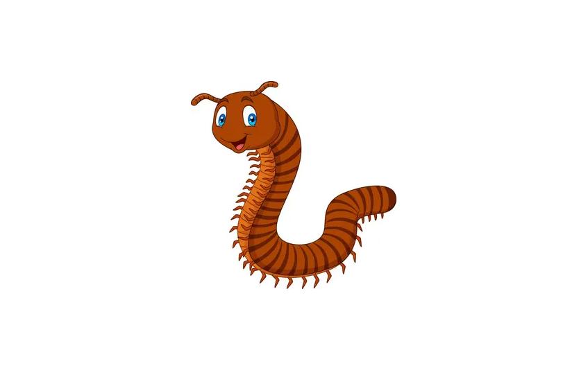 蜈蚣进家里怎么驱赶,家里有只蜈蚣怎么处理