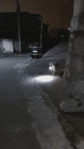 小狗帮主人摘橘子,小狗帮主人摘梨