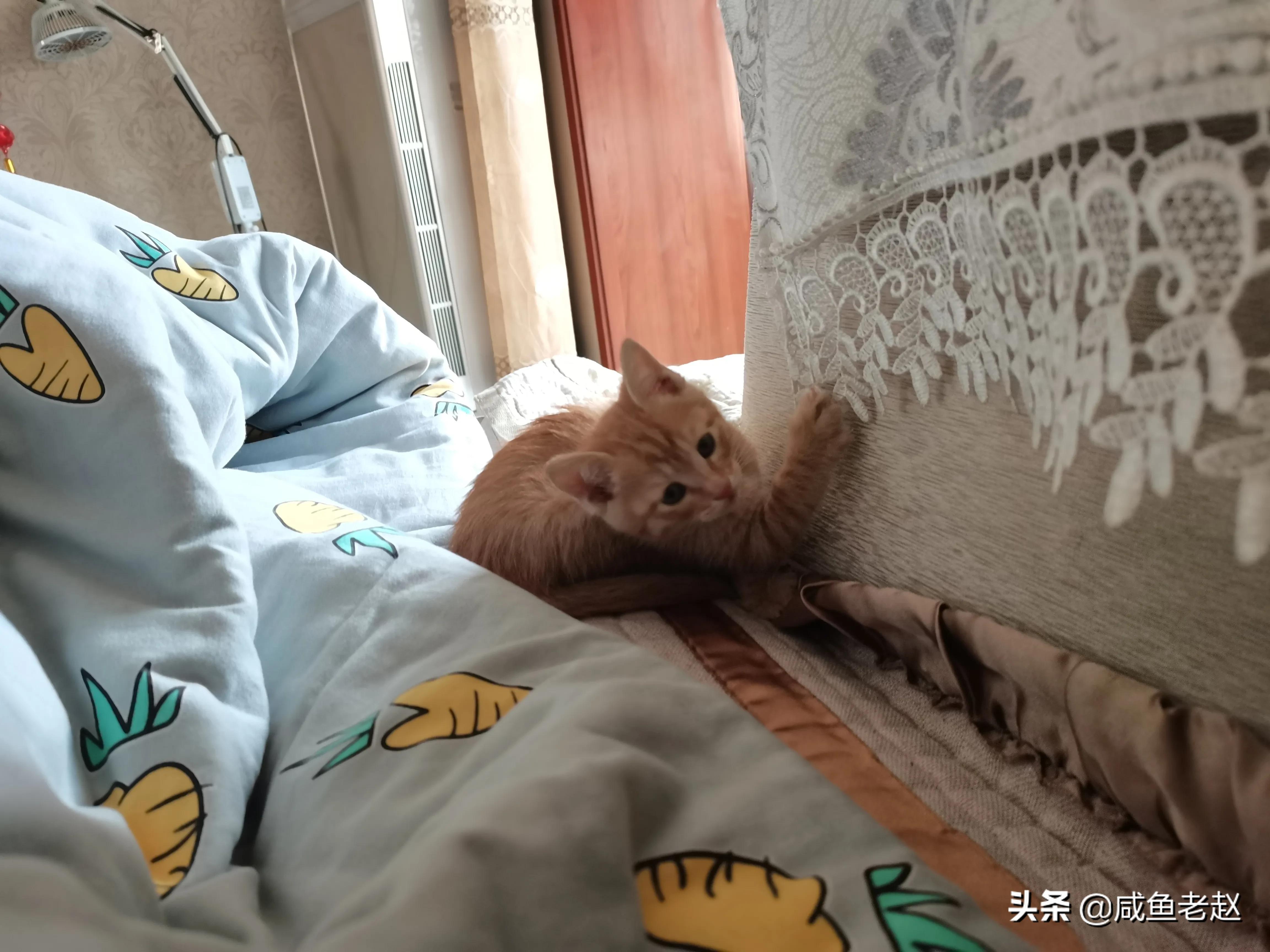 猫咪来我家了,猫咪来家里活泼