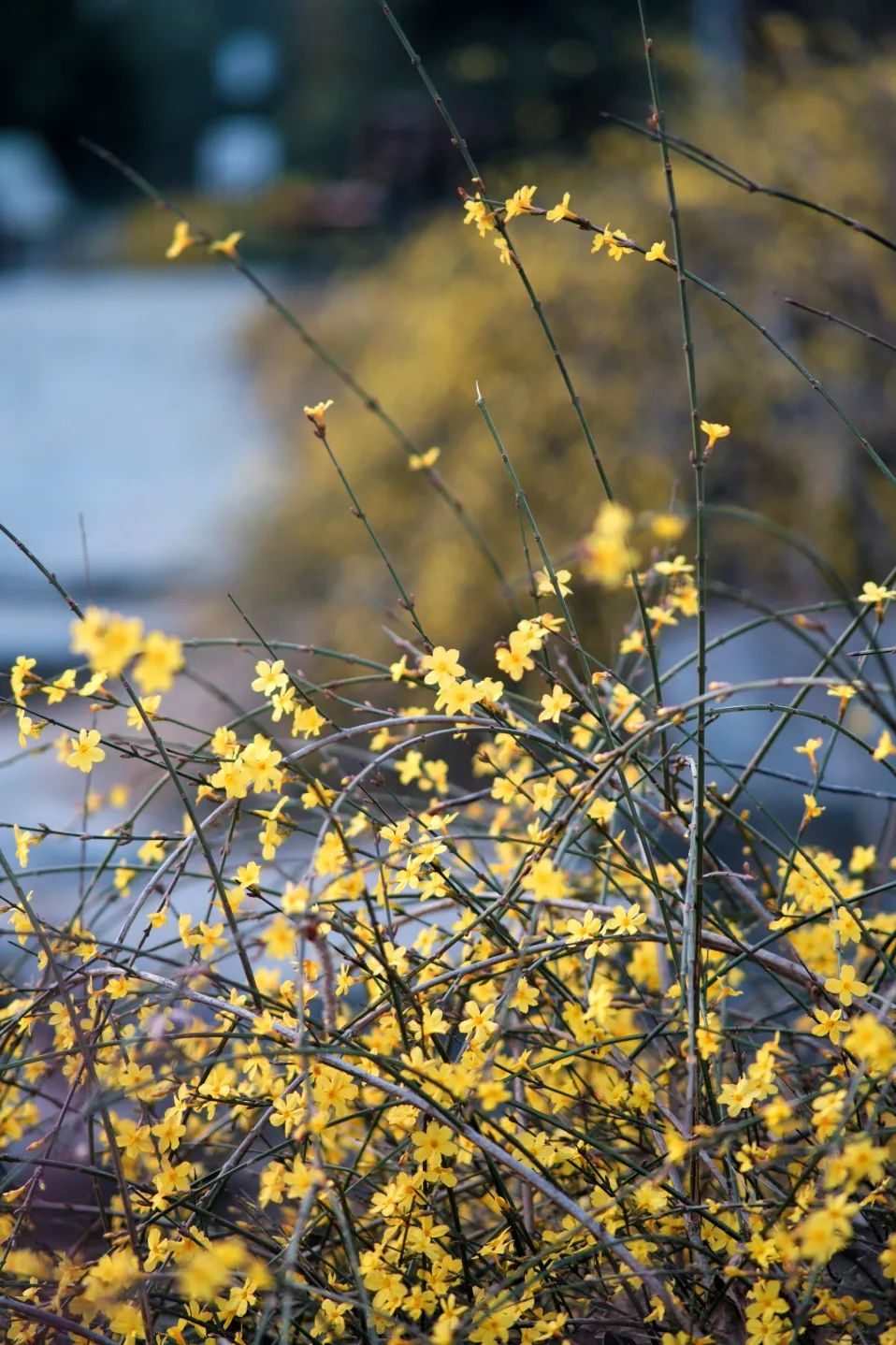 石景山首钢园骑行,春天石景山赏花
