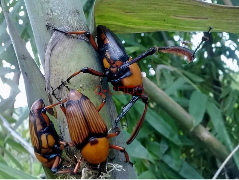 竹虫对竹子危害,野生竹象虫养殖