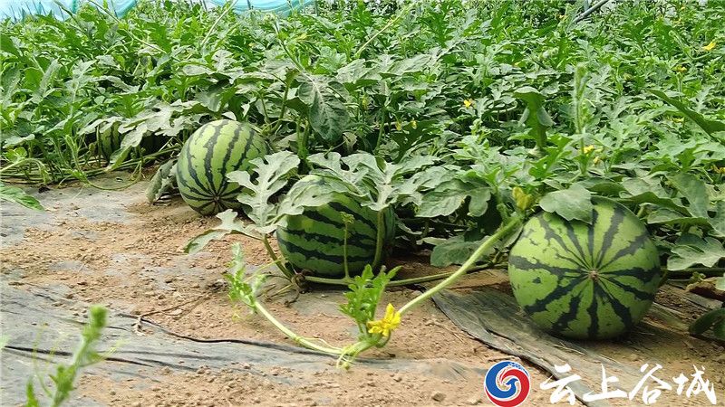 谷城盛康后营村,盛康后营村卖西瓜