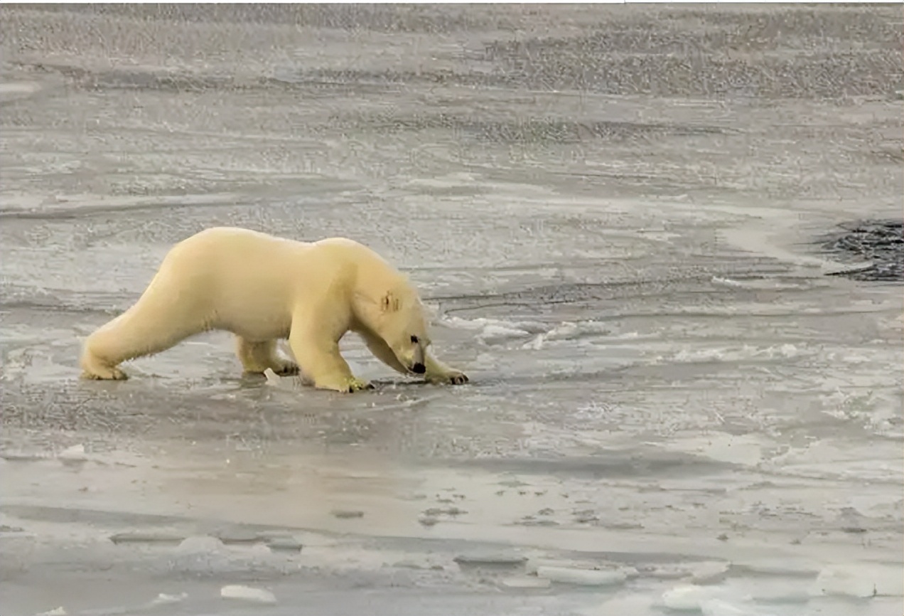 从“打蛇打七寸”说开去：普京是在打蛇尾巴