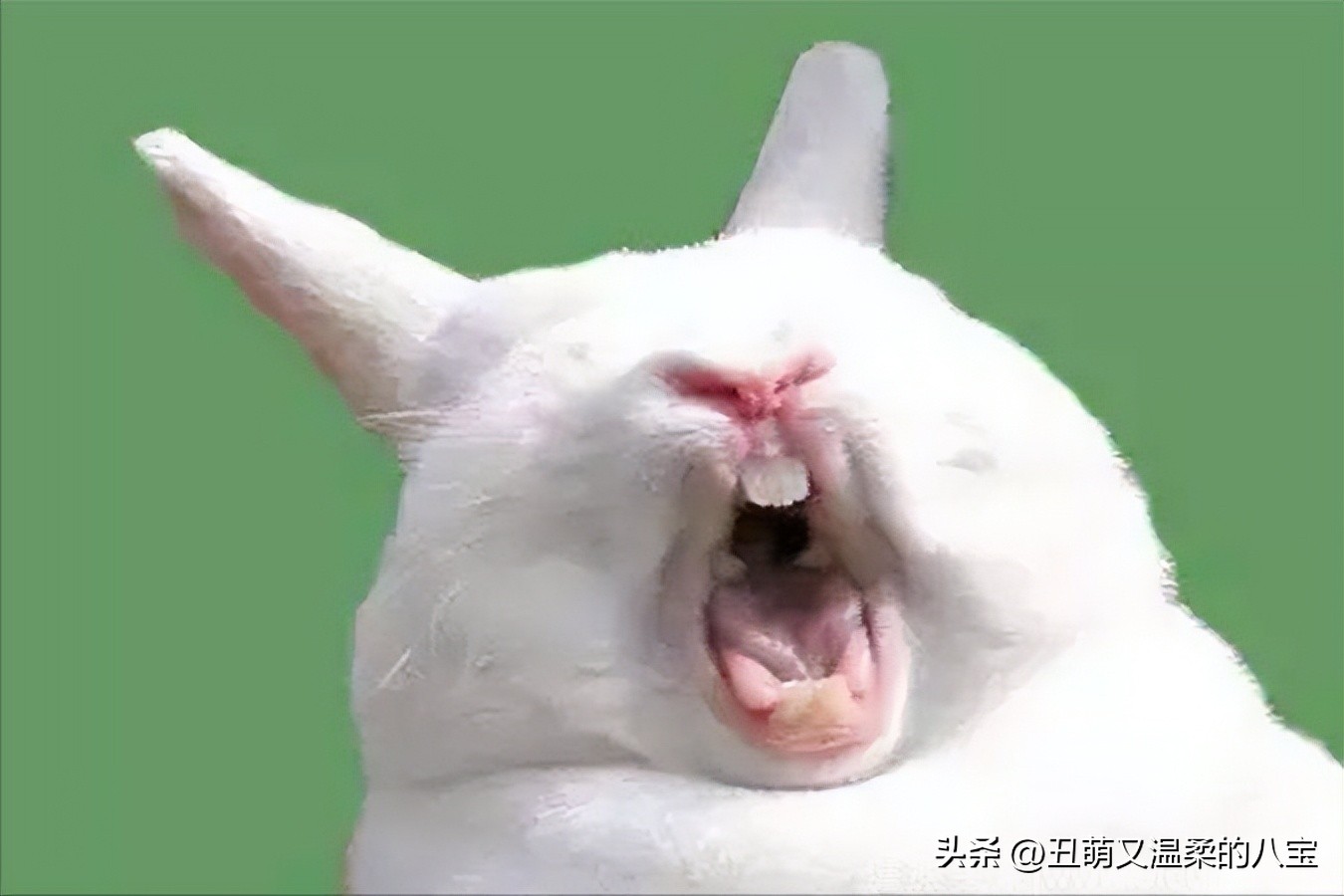 兔子打喷嚏流白鼻涕会死吗,兔子眼睛有白色的分泌物是什么