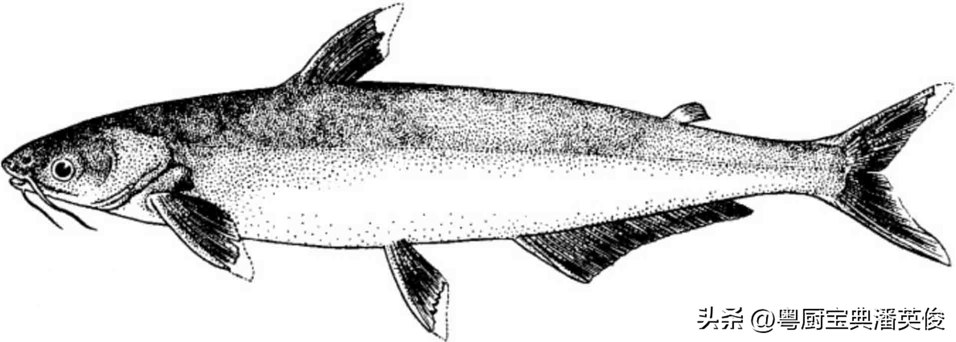 食材知识学习,食材知识视频教程