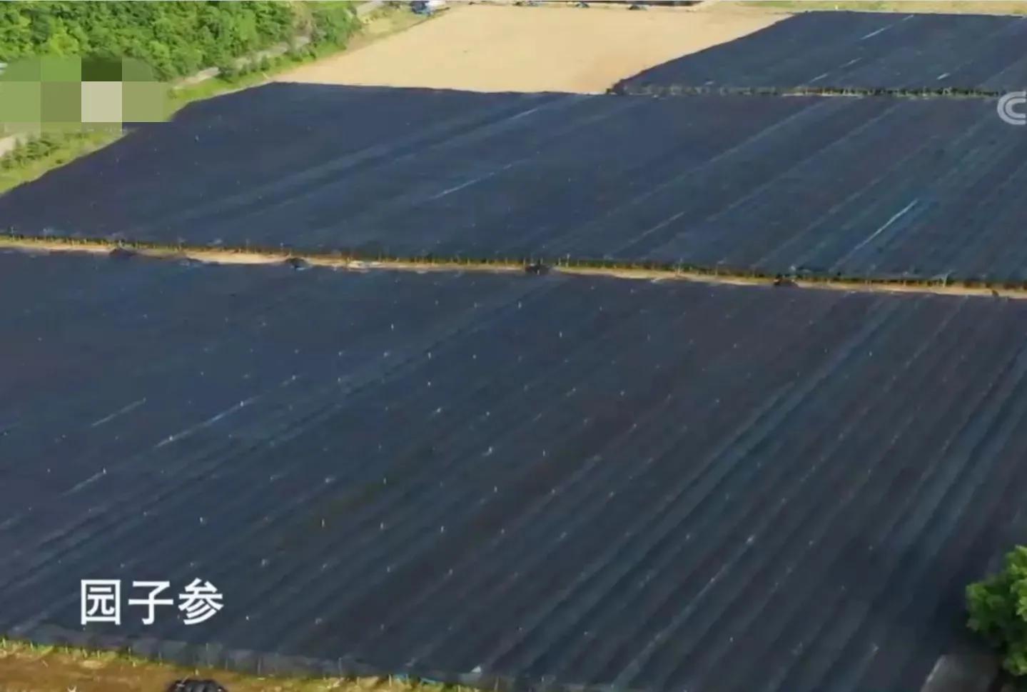 辽宁男子承包5800亩山林,靠种植林下参,如今一年收入上千万