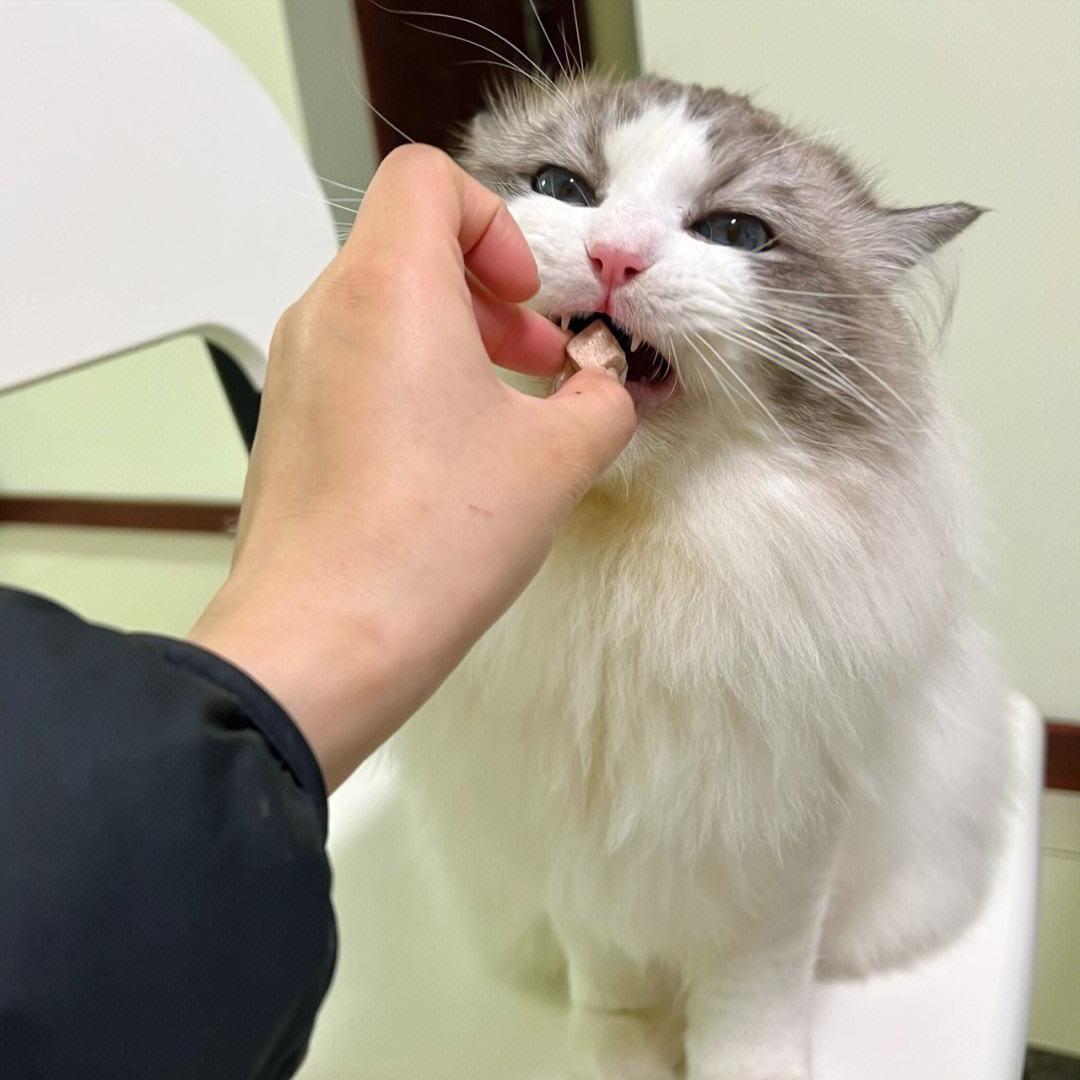 养猫人必须知道的100条猫咪知识,养猫小窍门如何理解猫咪的想法