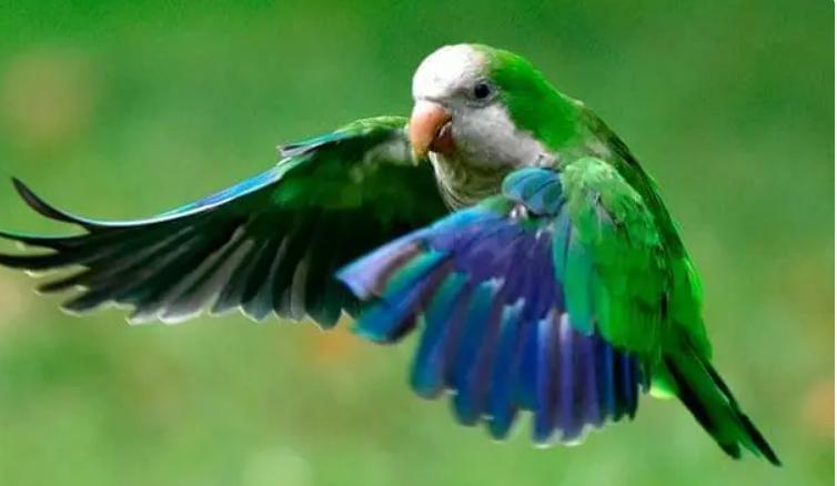 新手养鹦鹉的6大禁忌,养鹦鹉的新手应该注意哪些