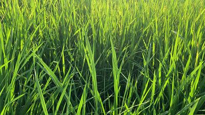 麻涌国庆游玩好去处,麻涌周末去哪玩