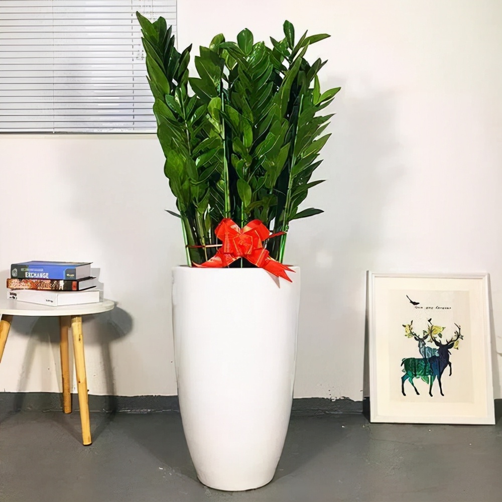 养在家里富贵花有哪些品种,盆栽富贵花怎么种植最好