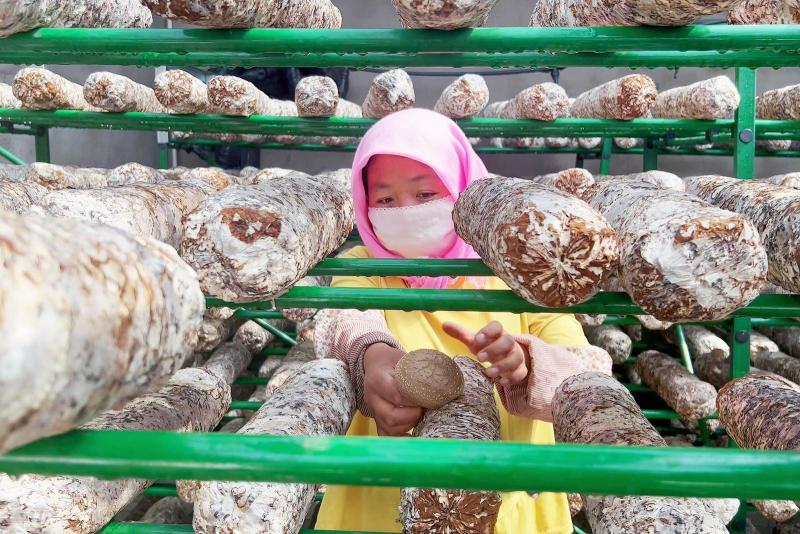 山东邹城小菌菇撑起小康伞,小香菇撑开致富伞