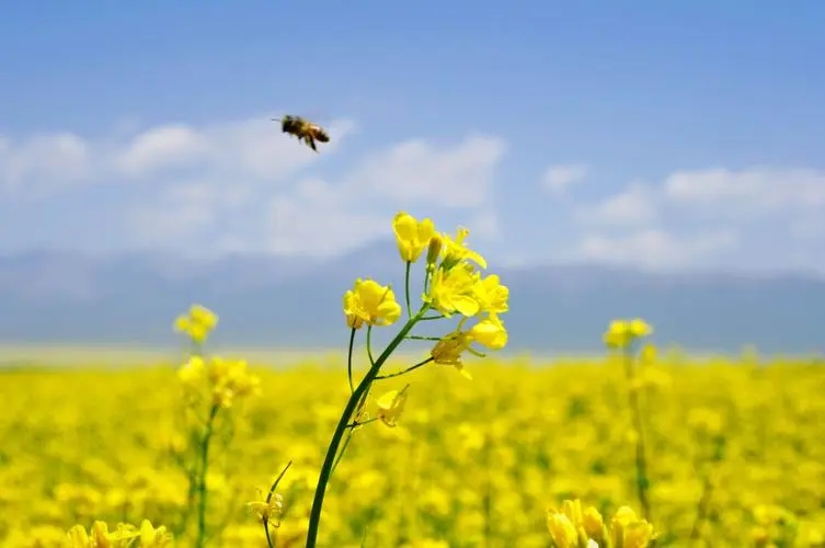 关于花子的歇后语大全,关于鲜花的歇后语