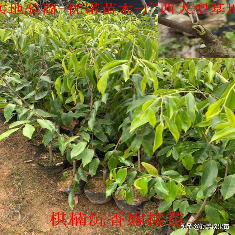 海南合适种什么品种奇楠沉香,山地种植什么奇楠沉香品种好