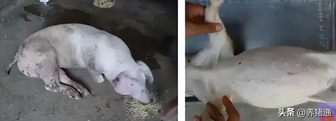 猪链球菌感染怎么预防,猪链球菌感染怎么防治