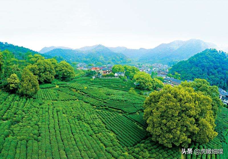 杭州十处产茶、喝茶、休闲好去处，你去过几处？