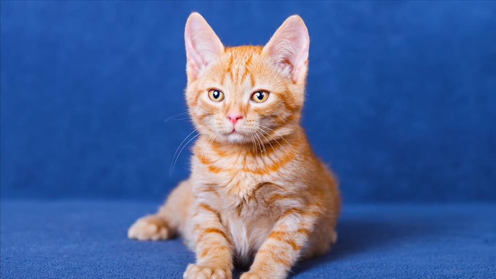 猫咪耳螨严重会出现什么情况,猫咪有耳螨病要怎么处理