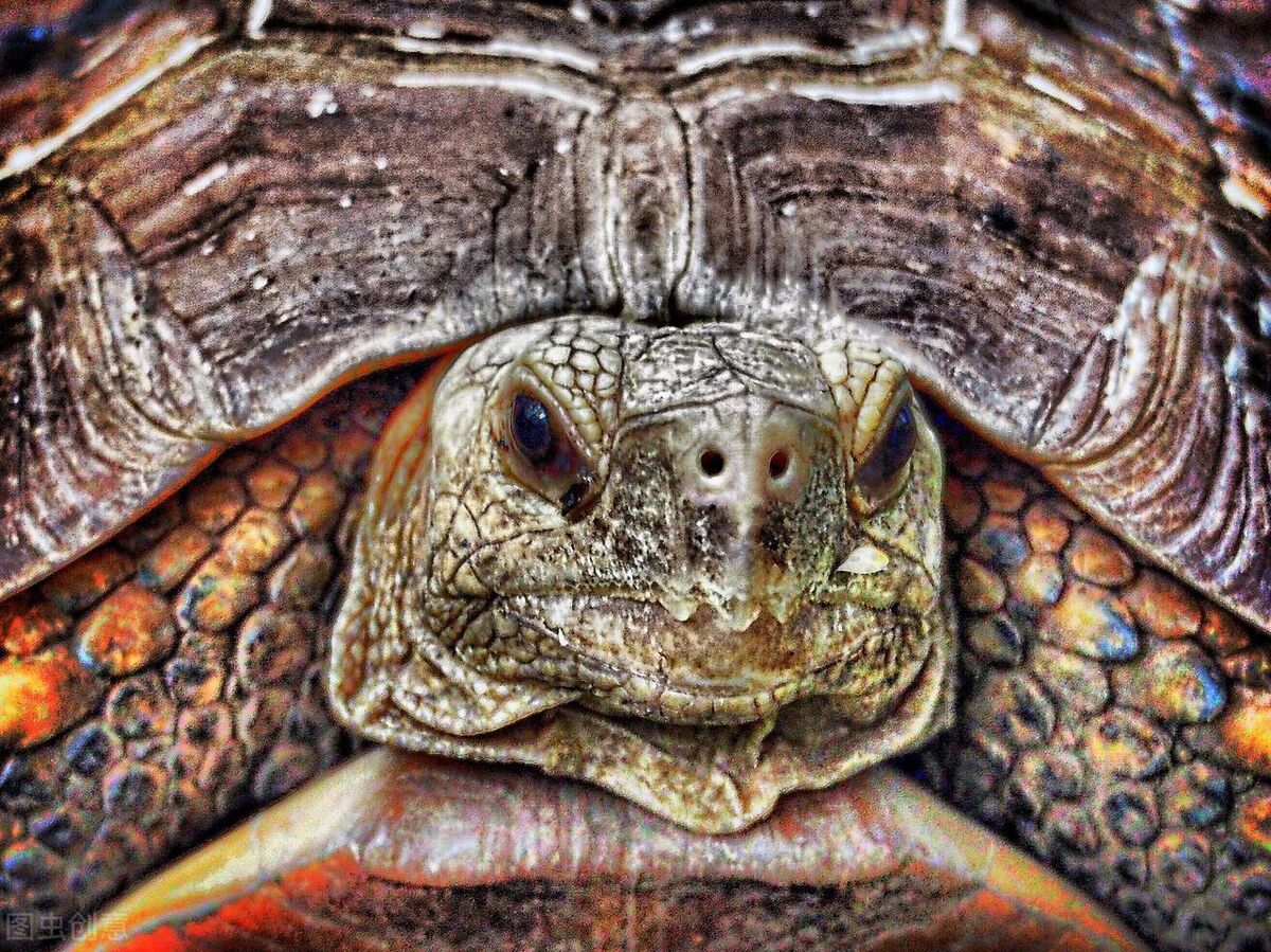 给养龟新手的一点点小建议,选择宠物龟时常被忽略的三个重点