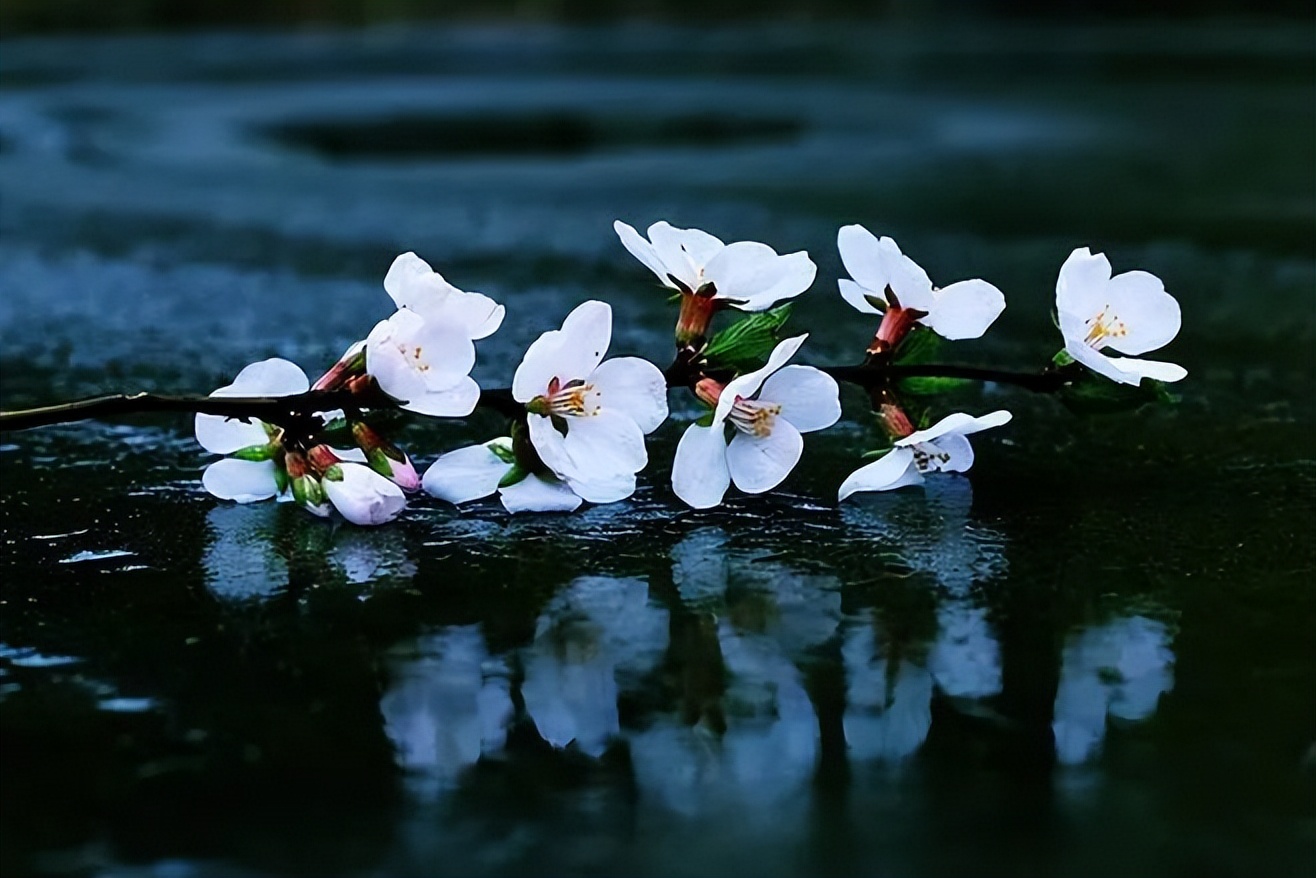 秋天落叶的诗句唯美短句,适合秋天发朋友圈的赞美秋天的诗