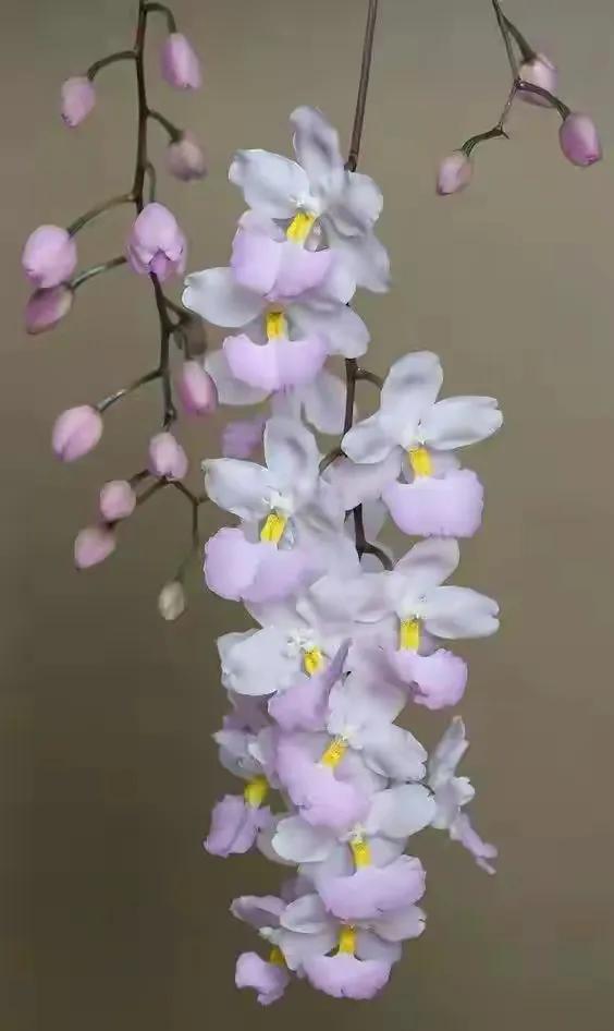 最美的100种兰花图片,欣赏一下最美的兰花