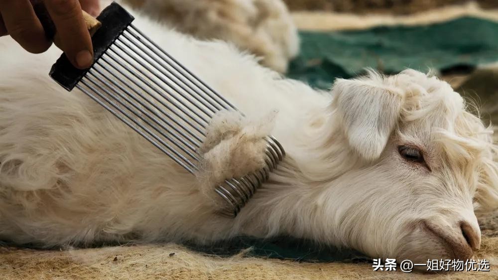 羊绒围巾哪个牌子最好,什么牌子的羊绒围巾比较好穿女装