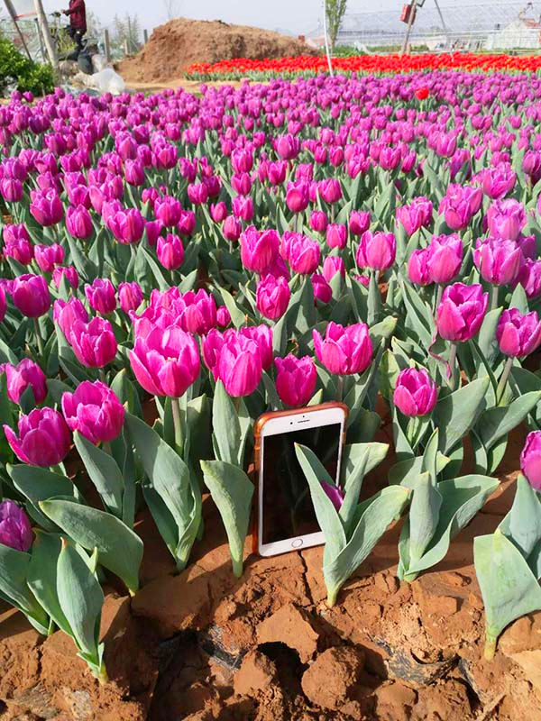 郁金香花语系列,郁金香花语哲理句