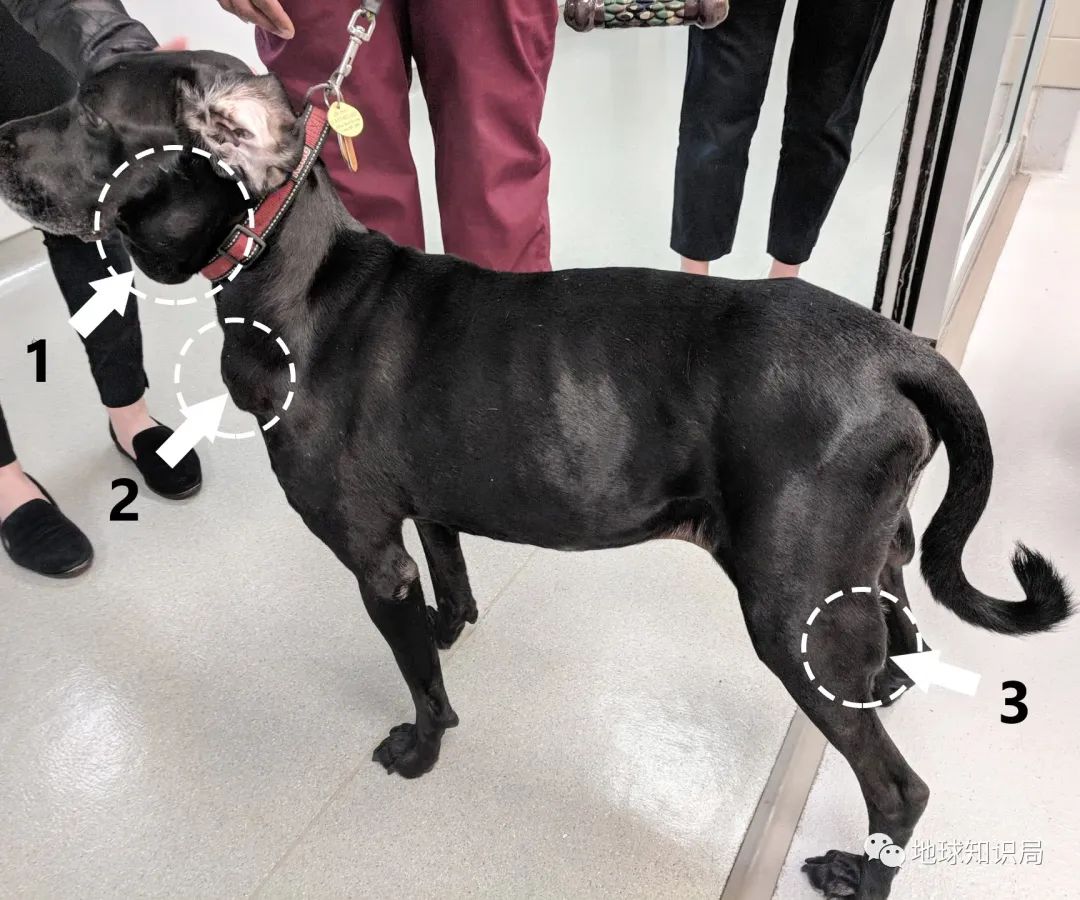 为啥有人喜欢吃没洗干净的猪大肠,猪大肠为什么不洗干净