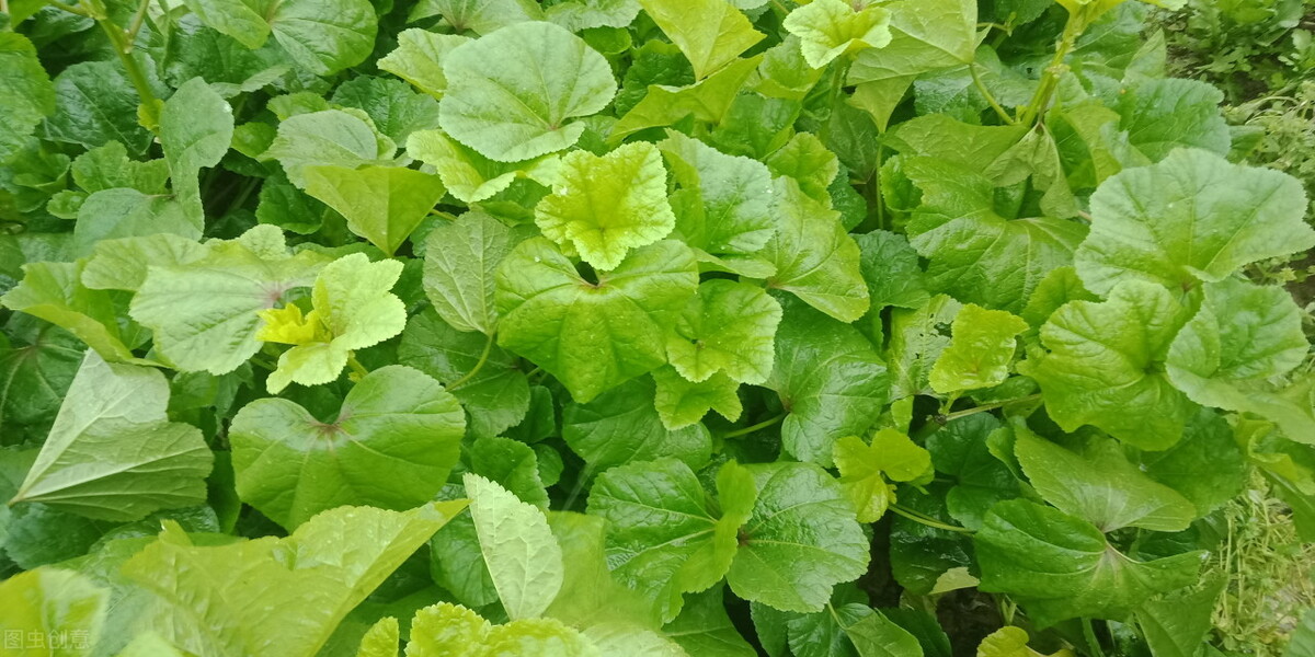 文心雕龙文赋篇,文心雕龙写曹植的部分