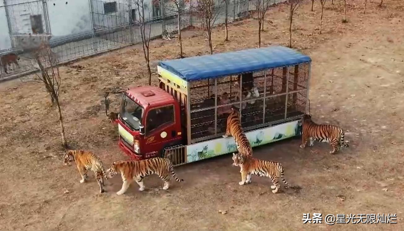 安徽宿州马戏之乡骑虎难下,宿州埇桥马戏之乡