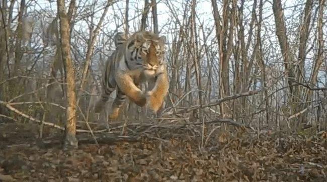 野外遇见老虎侥幸逃脱,在野外碰见老虎怎样自救