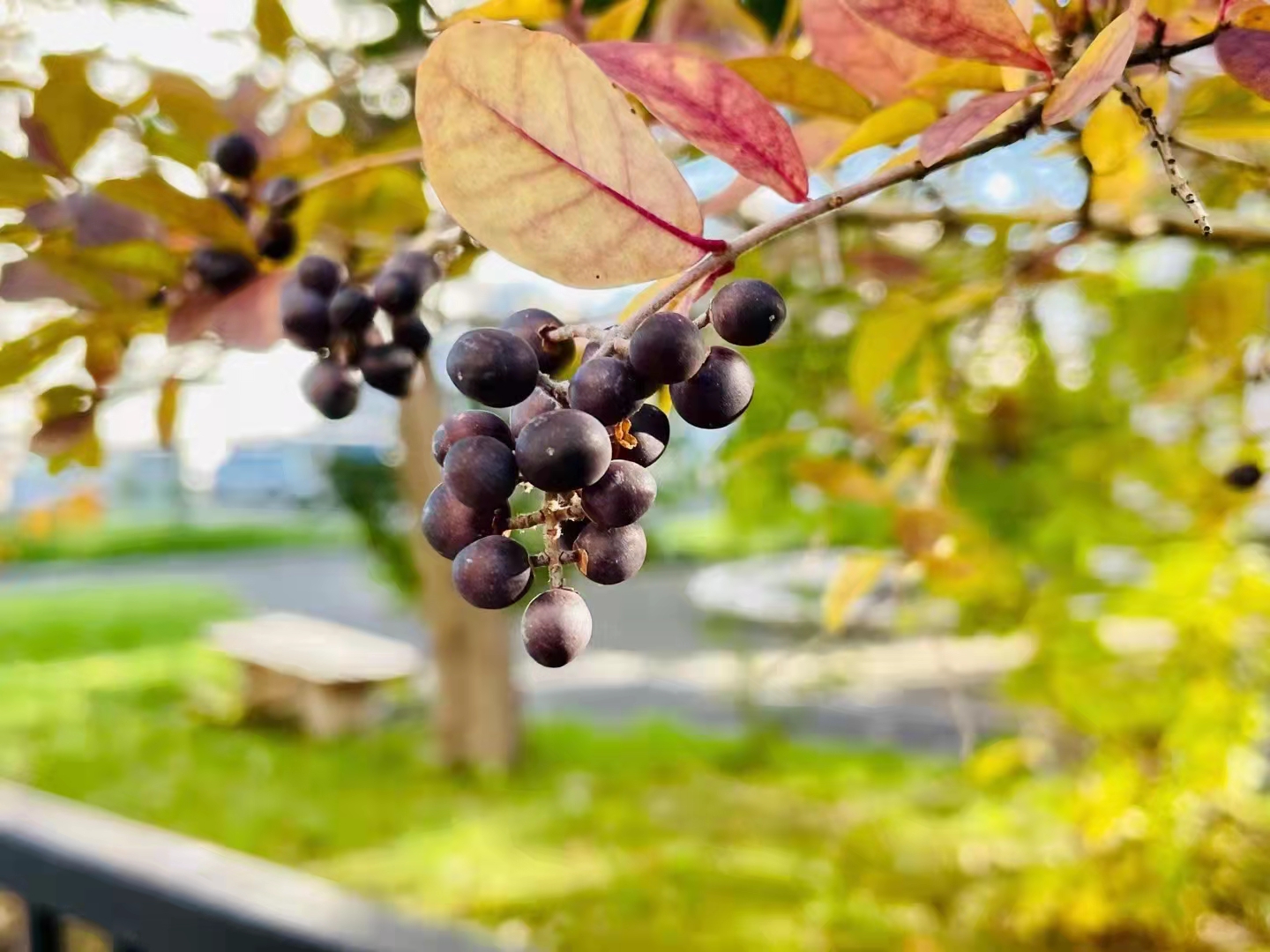 最完整详细的葡萄酒知识大全,最全的葡萄酒基本知识大全