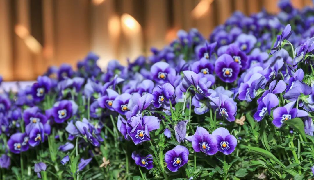 厨房摆盘花草名称大全,饭店摆盘用的的花草叫什么