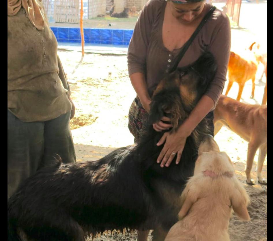 德牧被关在玻璃门,德牧被关笼子