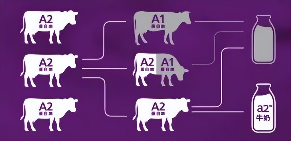 a2奶源好还是有机奶源好,a2奶源和a1奶源有什么区别