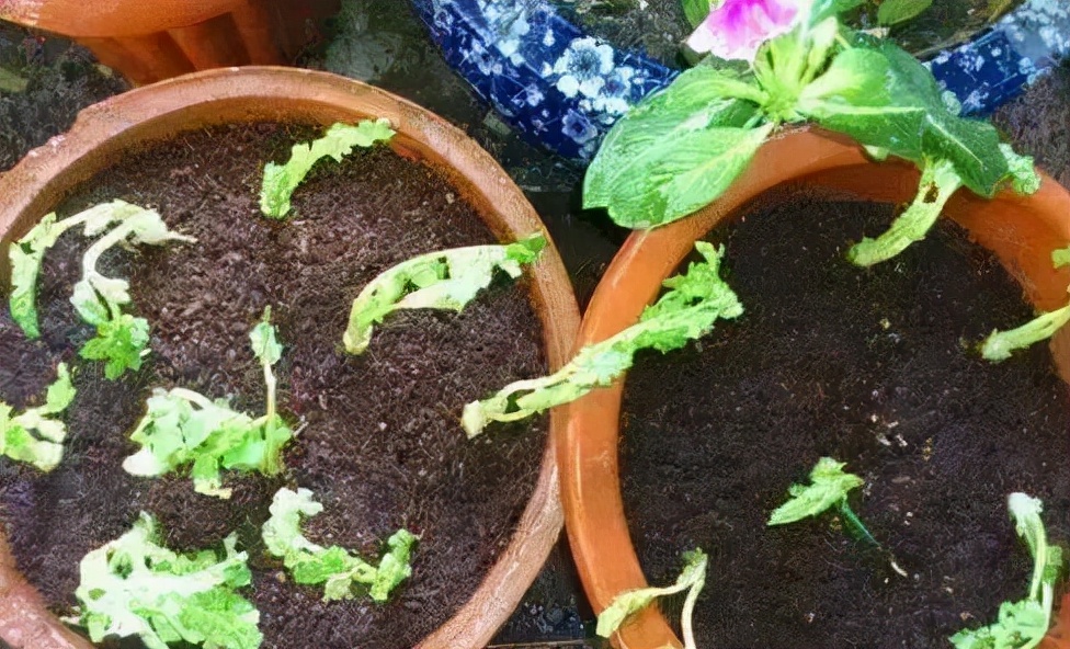 香菜种子能不能直接种植,香菜种子要种植多久才可以吃