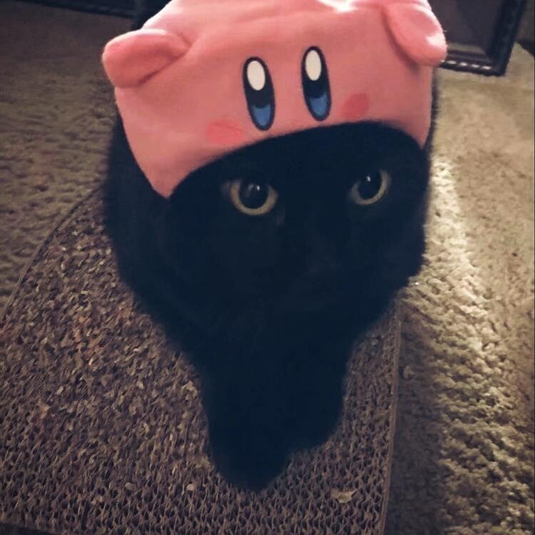 萌萌小猫头像大全可爱,动物头像猫咪可爱