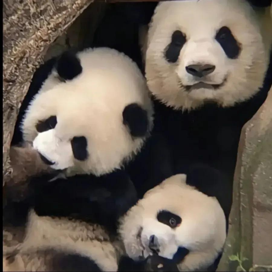 熊猫的母性有多强，那些在幸福和痛苦双重煎熬下的熊猫妈妈们