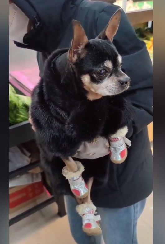 狗狗穿着定制的貂皮大衣,狗狗穿貂绒衣服视频