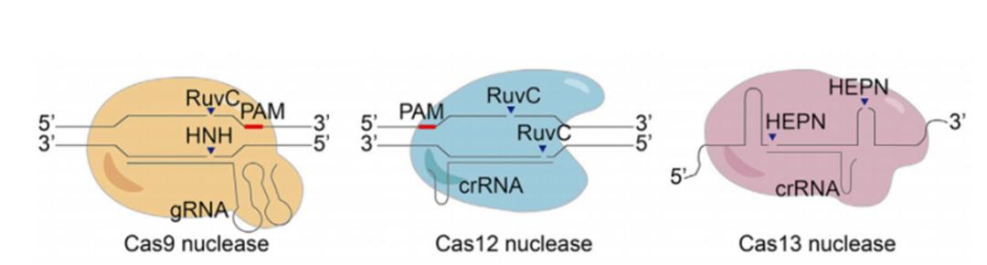 crisprcas9基因编辑技术治愈疾病,crispr基因编辑疗法