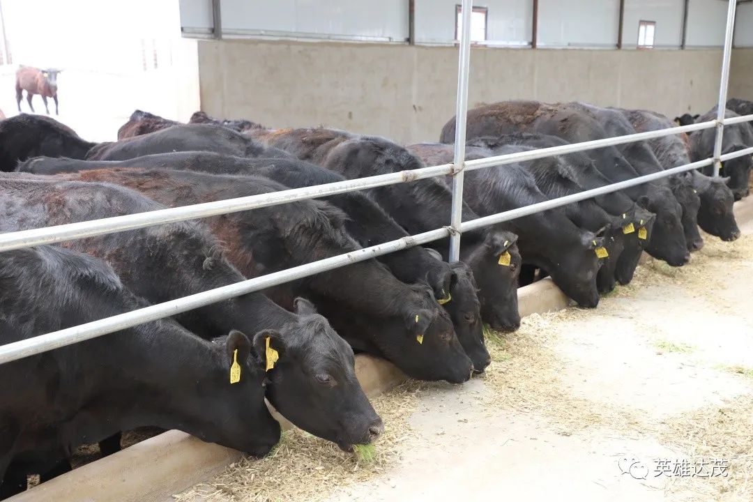 乡村行·看振兴|达茂旗石宝镇：水培牧草长势旺育出致富新良方