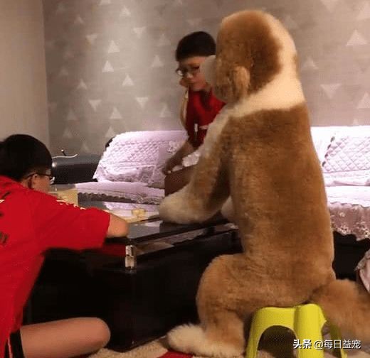 带巨型贵宾犬出门,巨型贵宾犬太调皮