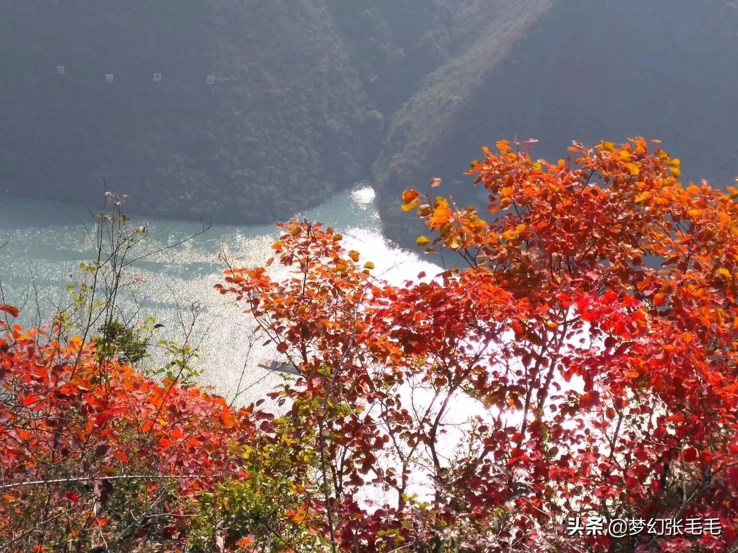 巫山观红叶全部视频,巫山红叶观景点