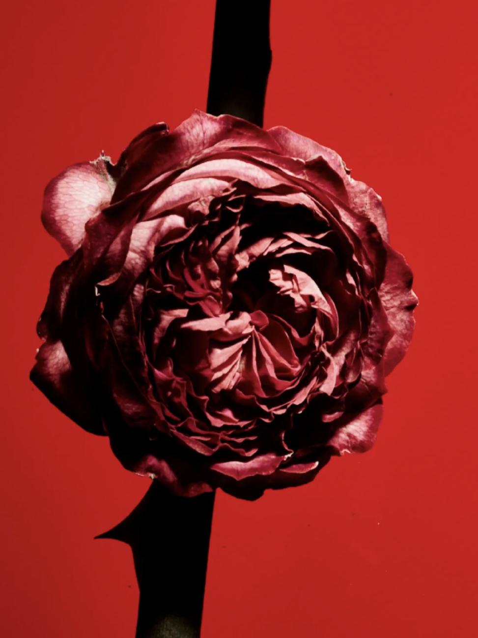 雅诗兰黛与兰蔻品牌对比,兰蔻为什么比雅诗兰黛贵