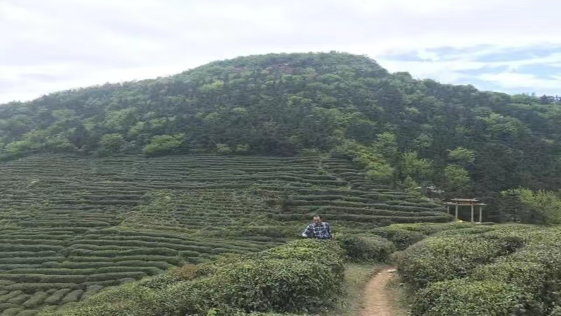 庐山正宗云雾茶,名茶庐山云雾之谜