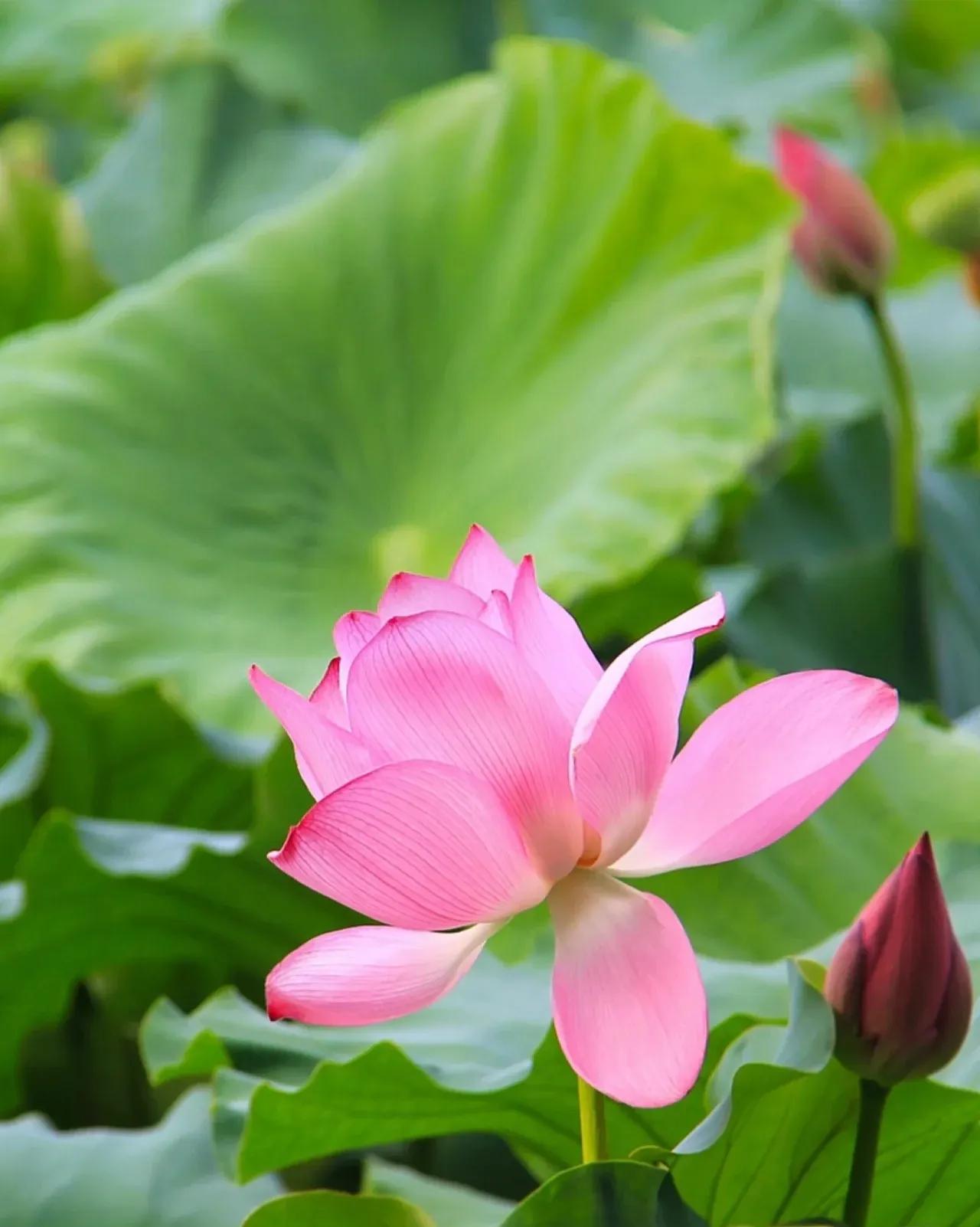 无穷莲叶，精彩纷呈