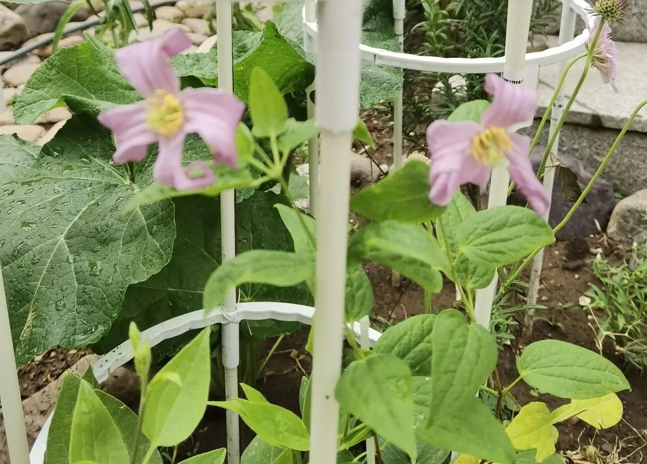 高温天气盼雨来,高温的炙烤