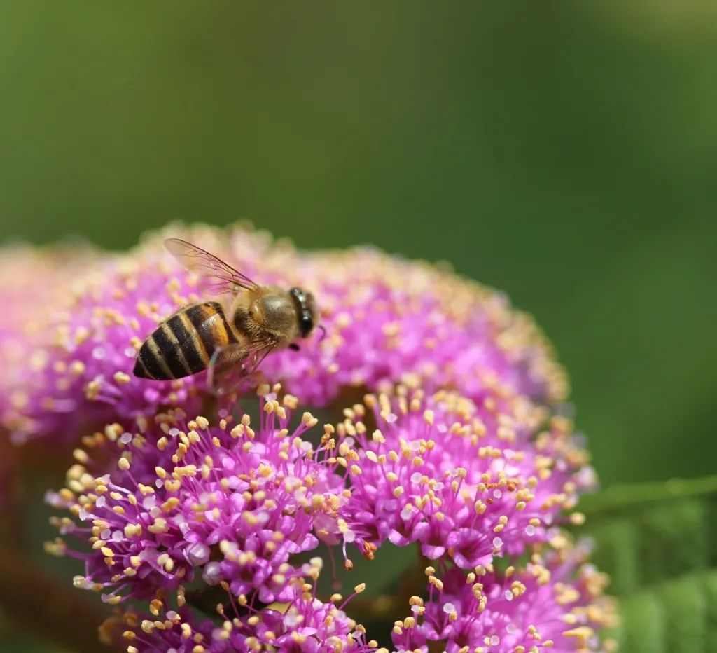 一镇一品海南,一镇一品