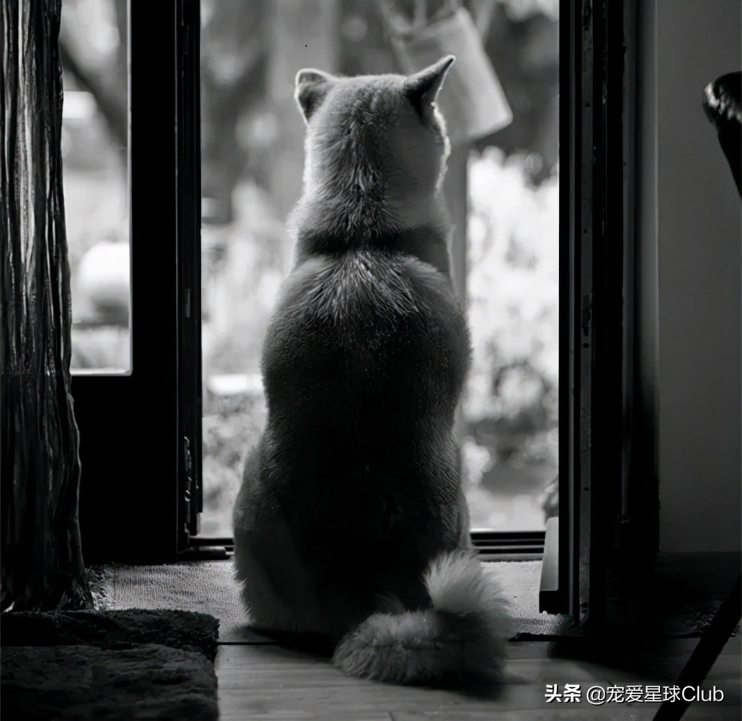 日本忠犬秋田犬,秋田犬最讨人喜欢的狗