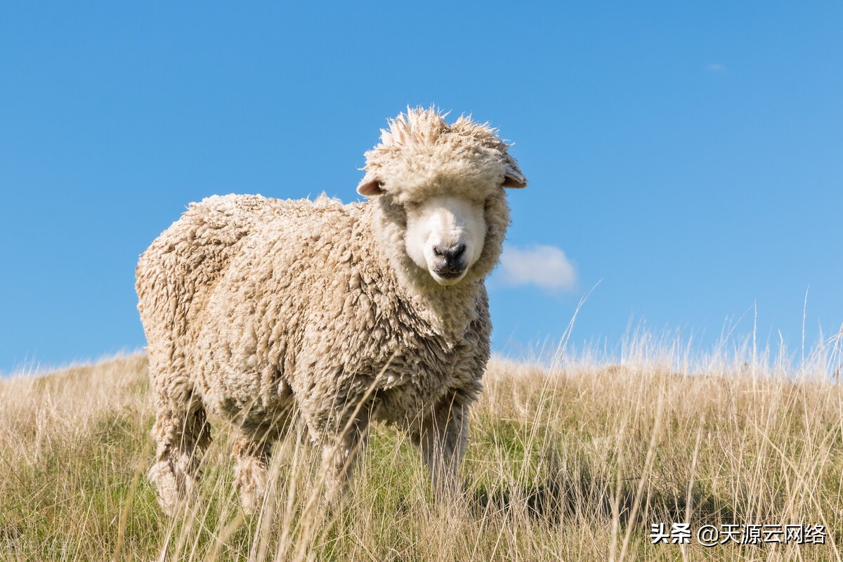 养羊技术羊口疮,养羊为什么那么多羊痘