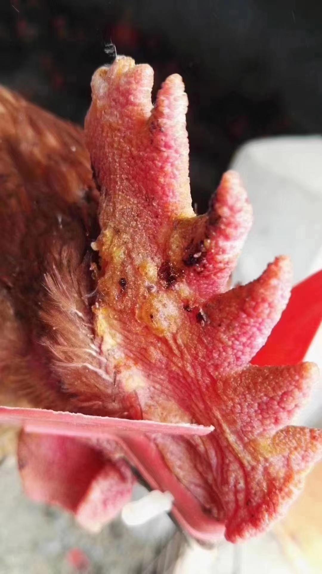 天气变冷鸡怎么预防病,鸡冠好像发霉是什么病