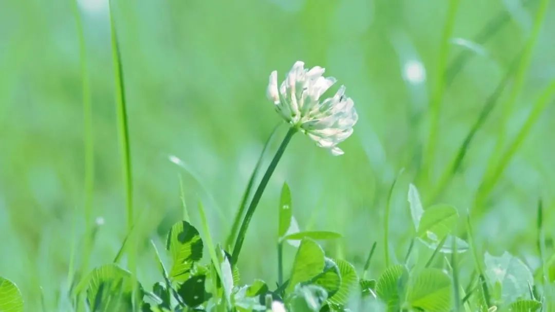 形容花开得特别灿烂的唯美短句,评论朋友圈晒花的经典句子